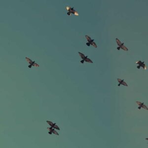 Full-Stack Web Dev Roadmap 205