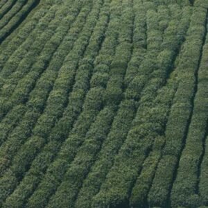 Advanced Video Editing 304