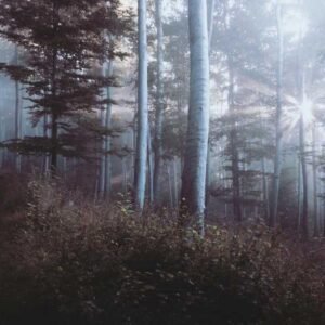 Speak with Impact 337